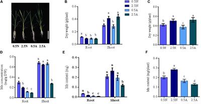 Overexpression of a High-Affinity Nitrate Transporter OsNRT2.1 Increases Yield and Manganese Accumulation in Rice Under Alternating Wet and Dry Condition